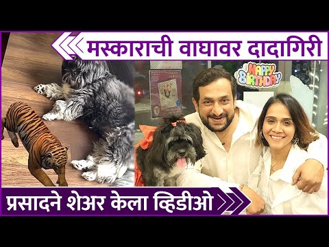 Prasad Oak Shares Funny Video Of His Dog | मस्काराची वाघावर दादागिरी प्रसादने शेअर केला व्हिडीओ