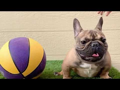 10  Best Lap Dogs for Cuddly Pet Owners