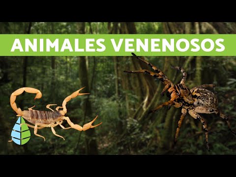 Most poisonous animals in the world