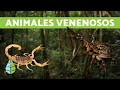 Most Poisonous Animals In The World