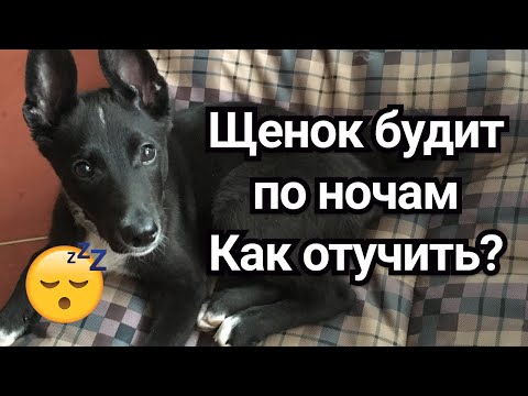 Фото Как отучить щенка будить вас по ночам