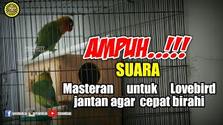 Download lagu #istanakicau #lovebird                         Ampuh..!!!masteran agar  lovebird jantan cepat birahi mp3