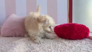 ハーフ犬の動画01