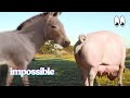 The Donkey And The Pig Did This Creature Really Come From Them
