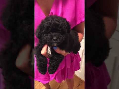 Georgie is a very intelligent, laid back toy Maltipoo