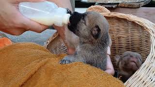Cute little puppy drink milk | BOBO Official