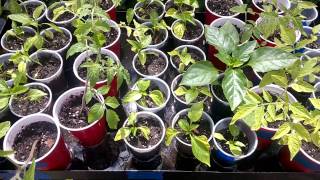 April 1st Seedling update, NO JOKE!