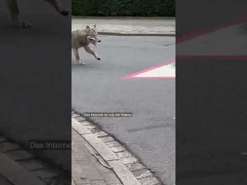 Den Wolf schießen oder schützen? #ykollektiv