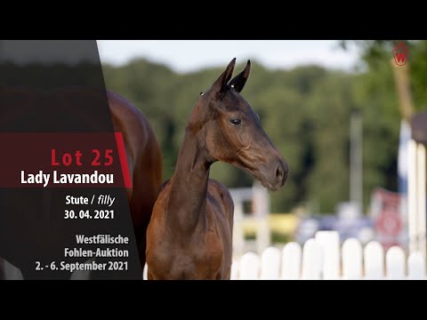 Fohlen-Auktion Lot 25 Lady Lavandou Stute v. Lord Europe - Licotus