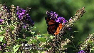 Butterflies: Camouflage and Mimicry
