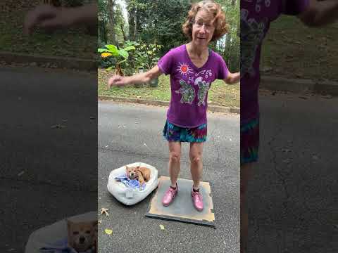 Miss Moonshine tries to dance again - R Gellert's old yeller dog - live stream