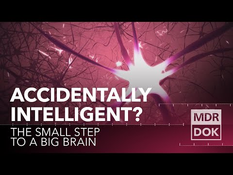 Accidentally Intelligent? The small step to a big brain | MDR DOK