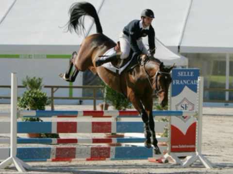 Sunday - Etalon approuvé par Quaprice x Diamant de semilly X Tante d'itôt du chateau