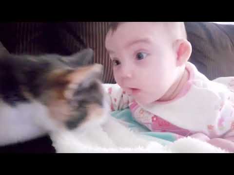Best Baby & Cat Jokes #1😹 - The Sweetest Cats & Baby😻- En İyi Bebek ve Kedi Şakaları#1🙀- Avni Cats 🐈