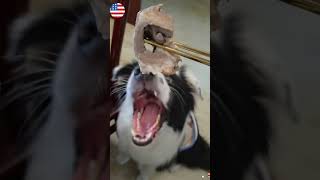 It’s fun to watch these dogs eat #dogsoftiktok #funnydogs #funnypets #funnytiktoks #foruyou