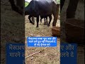 भैसअपना बच्चा भूल जाए और मारने लगें दू