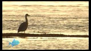 preview picture of video 'Strangford Lough Wildlife, Northern Ireland'