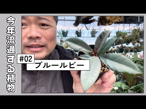 シルフィア 植物