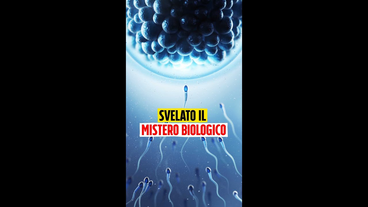 Perché riceviamo il DNA mitocondriale solo dalla madre e non dal padre: svelato il mistero biologico