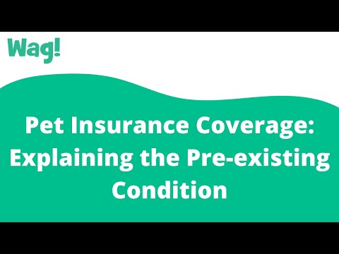 Pet Insurance Coverage Explaining the Pre-existing Condition | Wag!