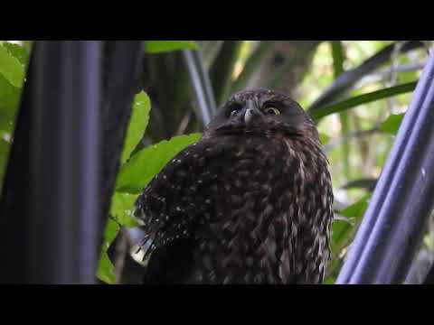 Ruru/Morepork na reserva centenária, Miramar