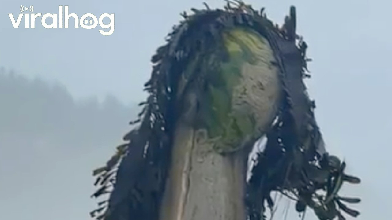 Exceptionally Creepy Seaweed Found Along Shore || ViralHog
