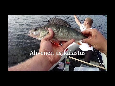 Ahvenen jigikalastus/kuhan uistelua -iitin urajärvellä 2020