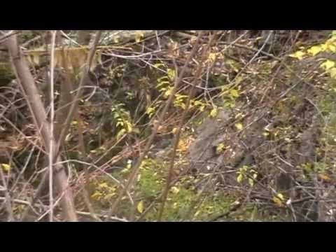 Mulliri i Haxhi Selimit - Miratoc