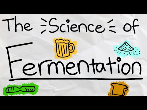 What is Fermentation and How Does it Work?