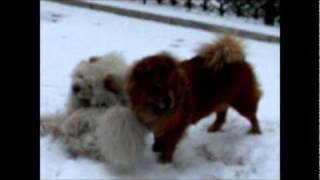 preview picture of video 'Our Chow chow dogs folicking in the snow'