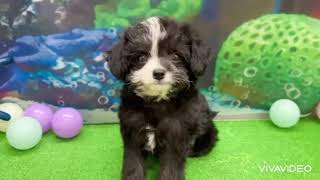 ハーフ犬の動画01
