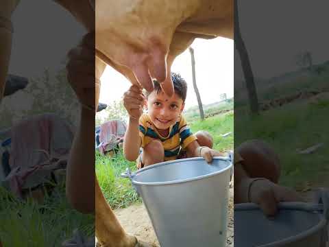 choti choti gaiya tr ry ut y #love #song #cow