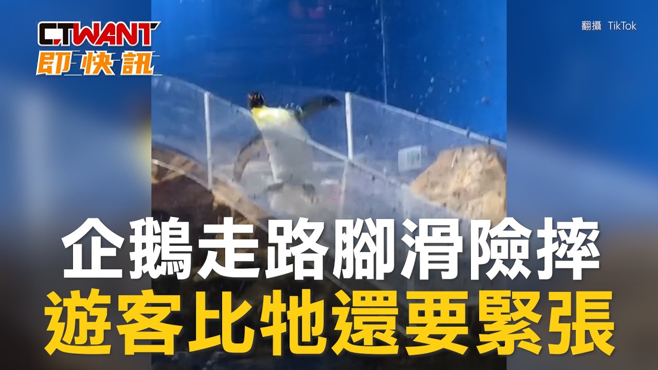 圖說-企鵝走路腳滑險摔　遊客比牠還要緊張
