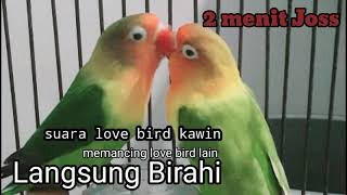 Download lagu SUARA LOVE BIRD KAWIN  TERBAIK || lovebirds mating sounds mp3
