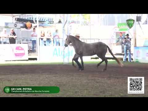 Campeã das Campeãs Potra CBM 2022