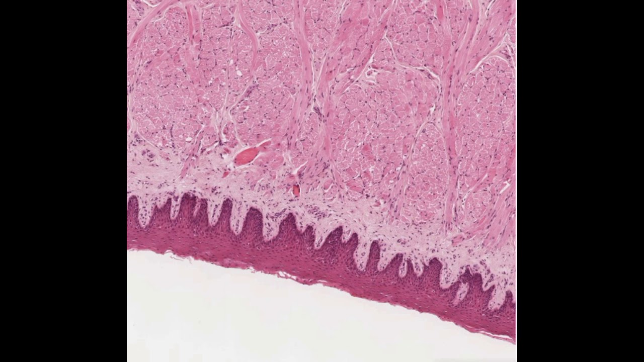 Histologia - Cavidade oral - Lábio e Língua - Revisão
