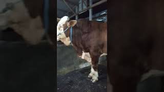 Download lagu SAPI MONSTER DARI DULUR BLITAR LURRR mp3