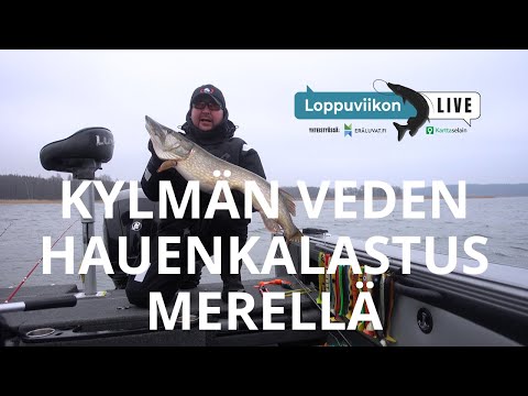 Kylmän veden hauenkalastus merellä