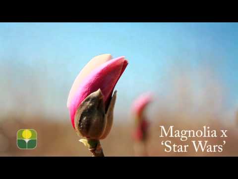 download lagu mp3 mp4 Magnolia Star Wars, download lagu Magnolia Star Wars gratis, unduh video klip Magnolia Star Wars