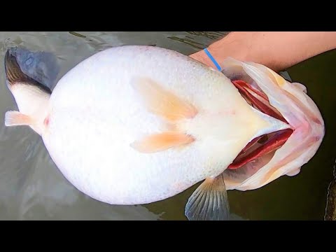The CRAZIEST LARGEMOUTH BASS I've EVER SEEN!! (STRANGE)
