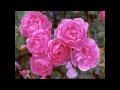 "In Your Corner" by Tamela Mann