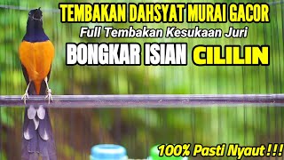 Download lagu MURAI BATU GACOR BONGKAR ISIAN DAHSYAT FULL TEMBAKAN CILILIN AMPUH MERANGSANG BUNYI mp3