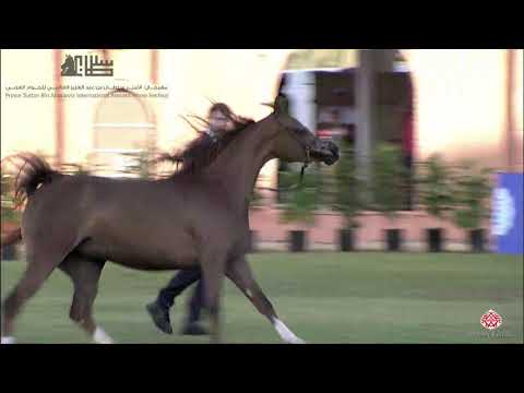 N.199 AJ BARAKAH - 2020 PSAIAHF Al Khalediah Show - Mares 4-6 Years Old (Class 7A)