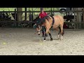 Super poney cherche pilote
