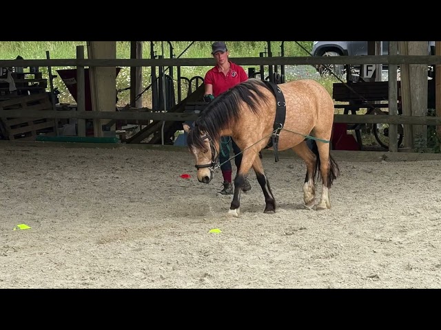 Super poney cherche pilote 
