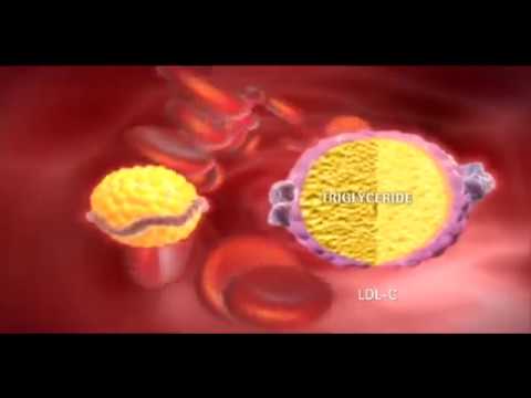 Niacin Effects on Cholesterol (Mechanism of Action)