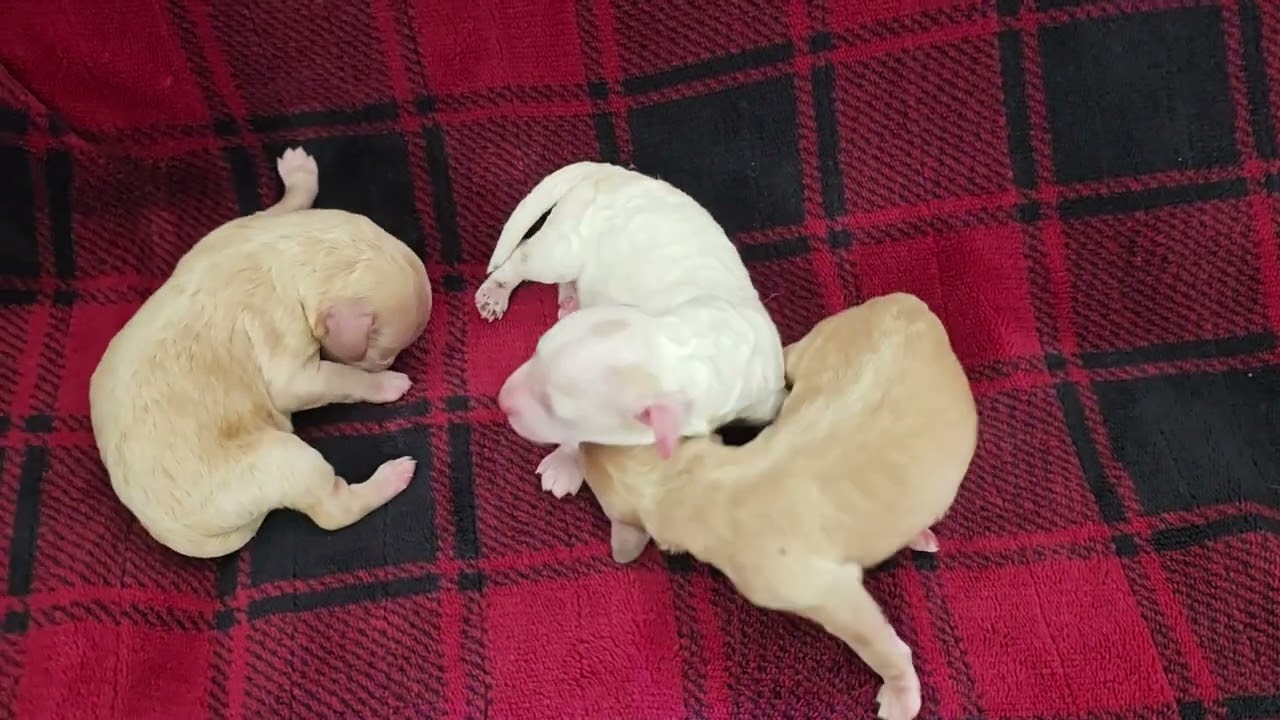 3 Bichonpoo puppies born March 11th call or text 904-838-9628 to place a deposit