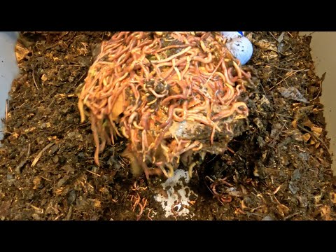 Help a foraging bin by removing leaves - worm bin vermicomposting