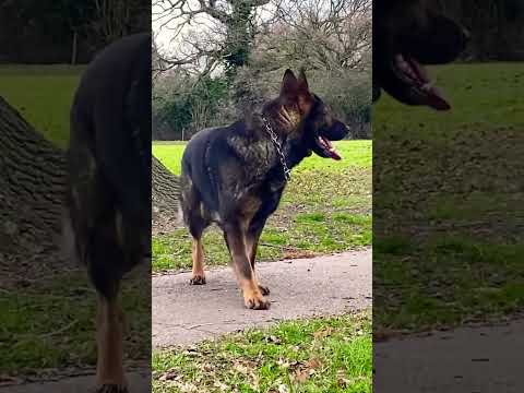 Working line german shepherd dog