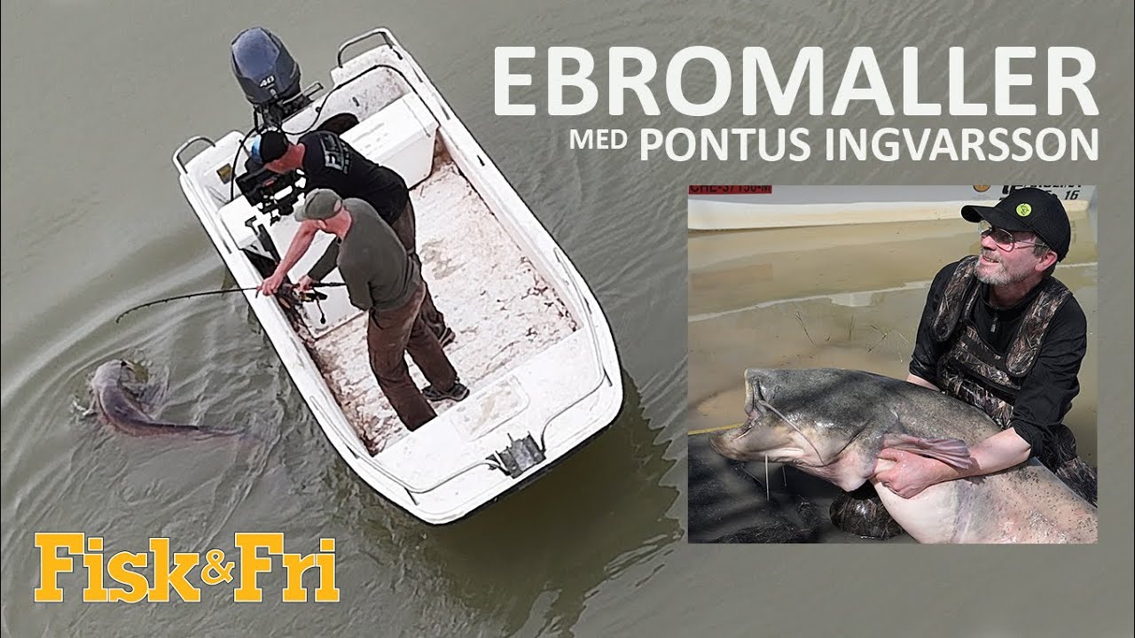 NY VIDEO: PÅ MALLEFISKERI VED EBRO-FLODEN